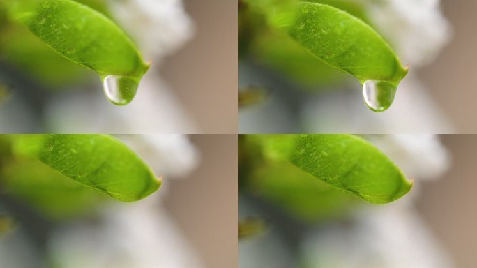 雨后，水滴落在自然界的梨花上
