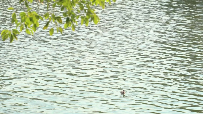 公园人工湖内野鸭游泳