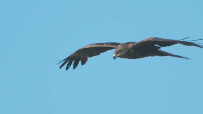 鸟-黑鸢（Milvus migrans）在多云的夏夜飞行。