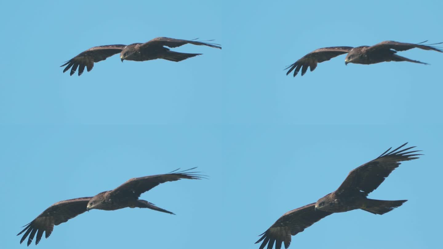 鸟-黑鸢（Milvus migrans）在多云的夏夜飞行。