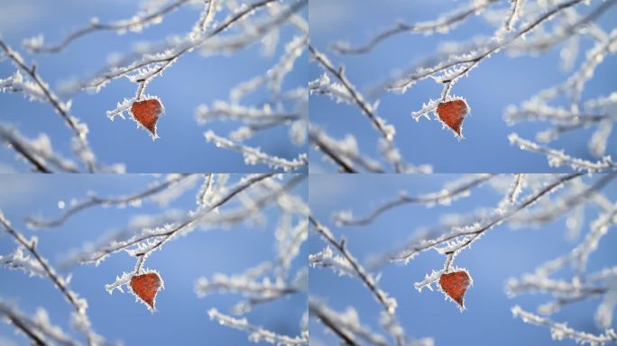 雪枝红叶摇曳