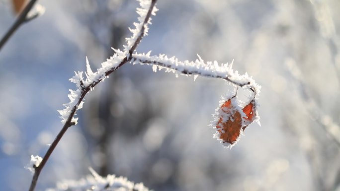 雪枝红叶摇曳