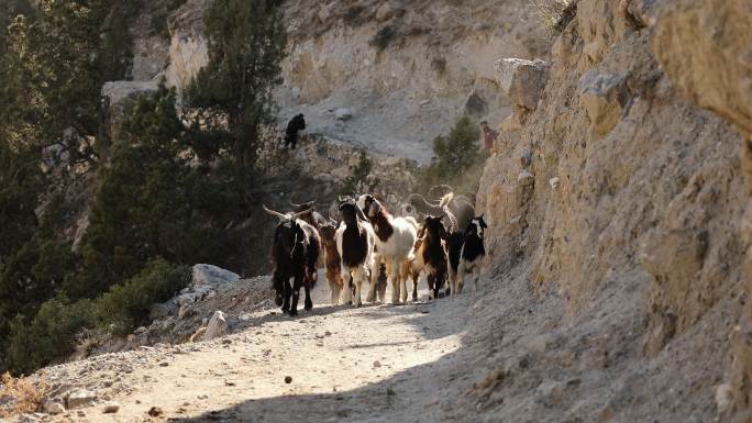喜马拉雅山脉人行道上的长毛山羊群