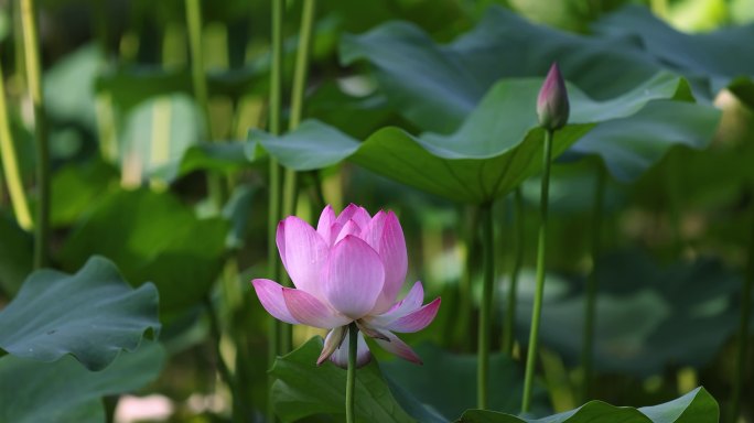 荷花随风摇曳花朵摇曳一枝花朵小荷尖尖