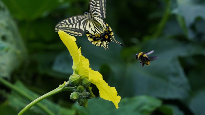 蝴蝶马蜂采花