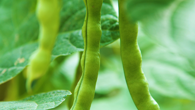 四季豆有机豆角菜豆长扁豆芸豆绿色生态蔬菜