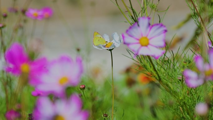 秋英格桑花波斯菊