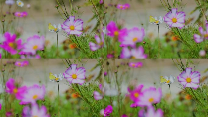 秋英格桑花波斯菊