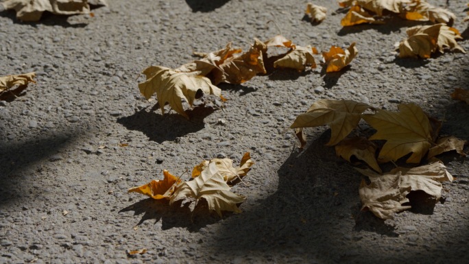光影落叶4k