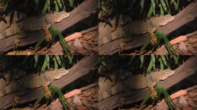 栖息在阳光下的鬣蜥