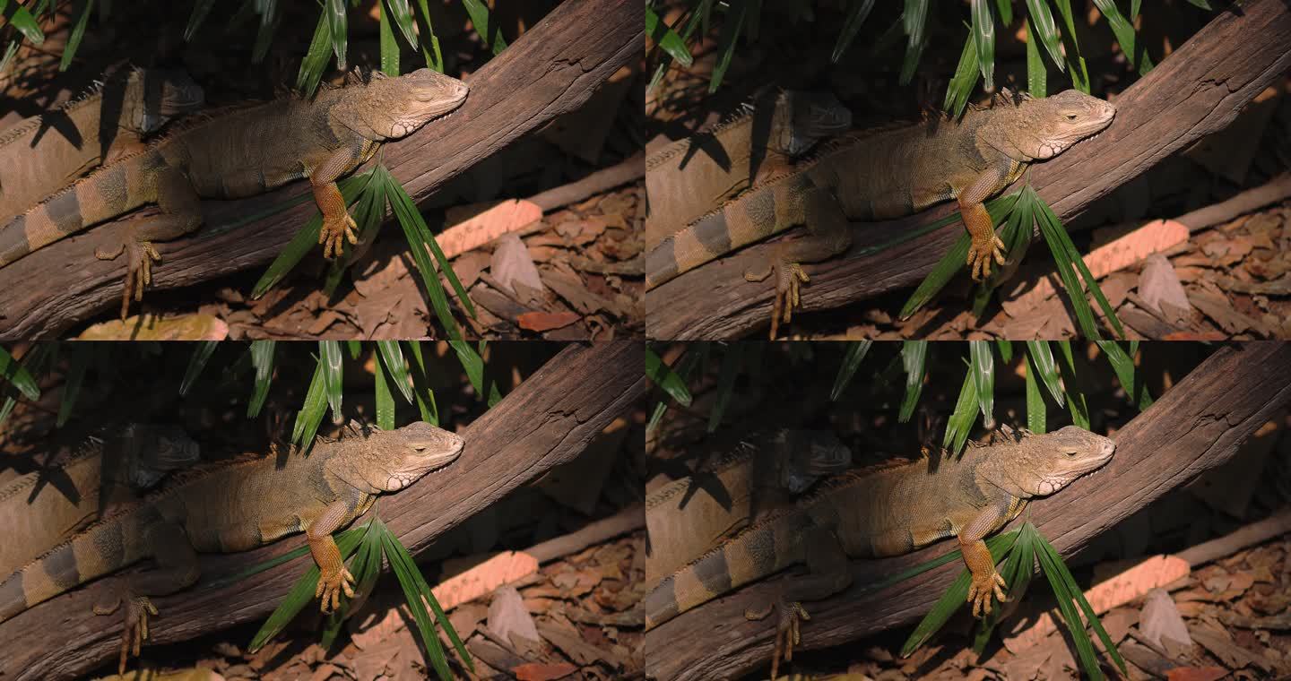 栖息在阳光下的鬣蜥