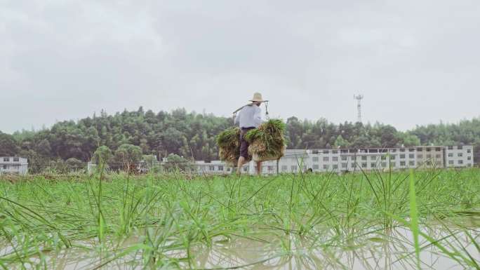 种植水稻2