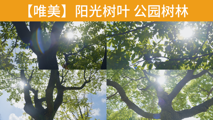 【唯美】公园树林 阳光树叶