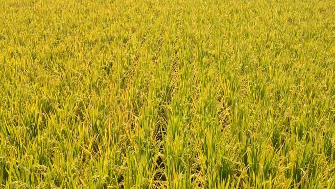超治愈的稻田风光，金秋九月，收获的季节！