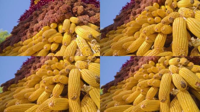 升格玉米丰收农产品秋收乡村振兴生态农业