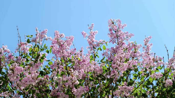 丁香花