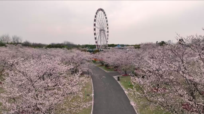 【4K60帧】上海顾村公园樱花航拍