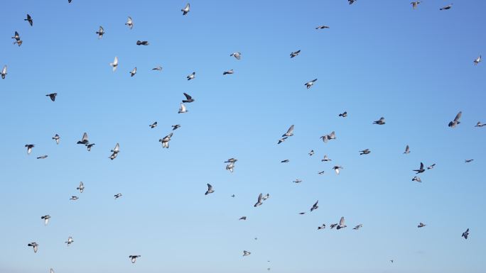 背景为蓝色多云的慢动作鸽子群