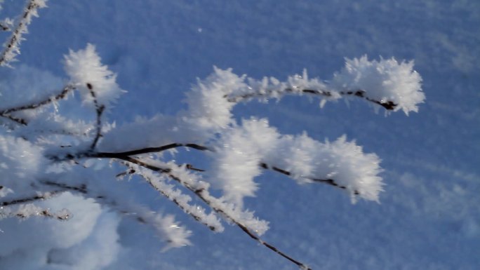 大兴安岭雪枝摇曳