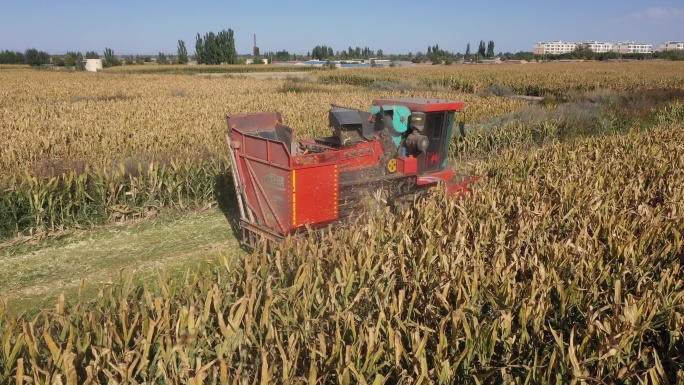 收割机在乡间田里收割玉米