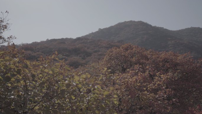 秋叶 秋游 坡峰岭