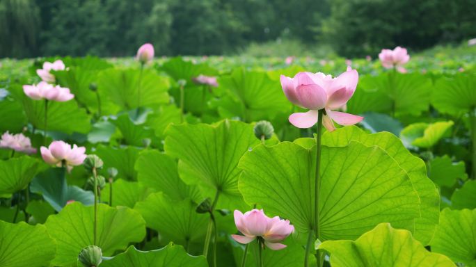 荷花随风摇曳莲花荷叶美景空镜夏天公园