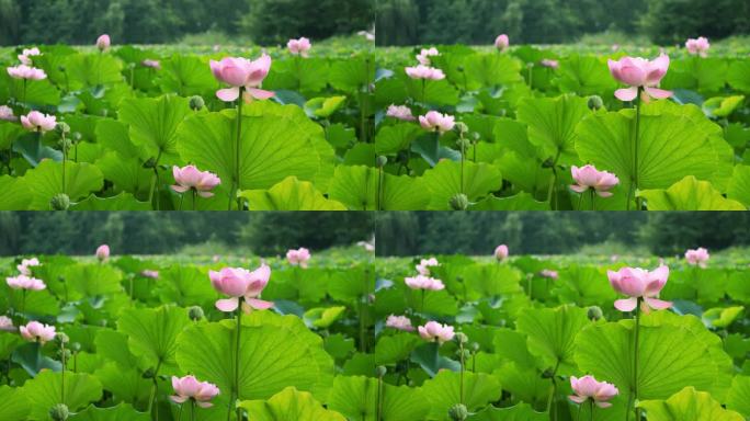 荷花随风摇曳莲花荷叶美景空镜夏天公园