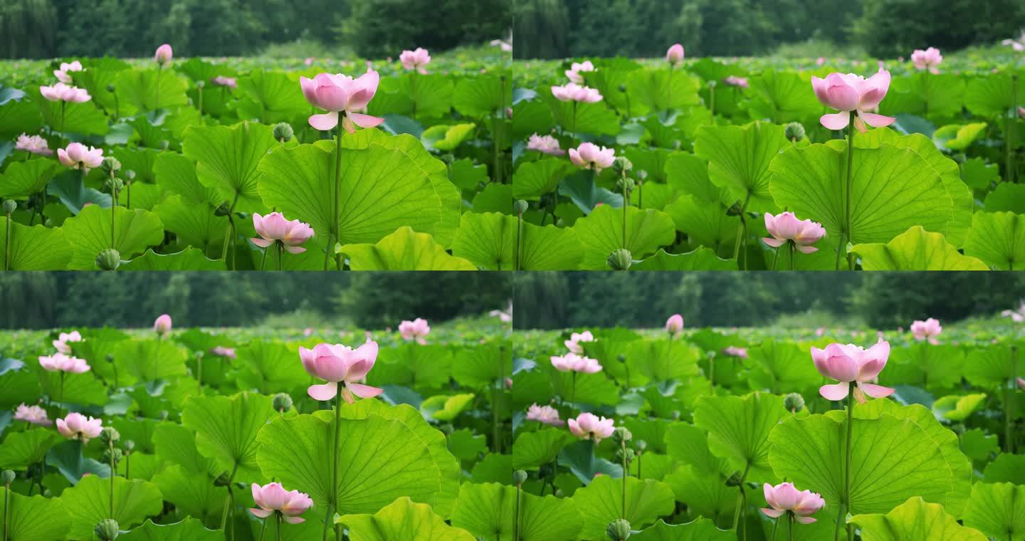 荷花随风摇曳莲花荷叶美景空镜夏天公园