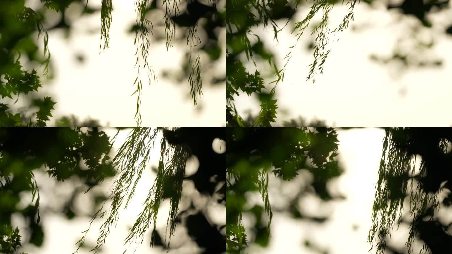 树叶树影斑驳时光空镜-3