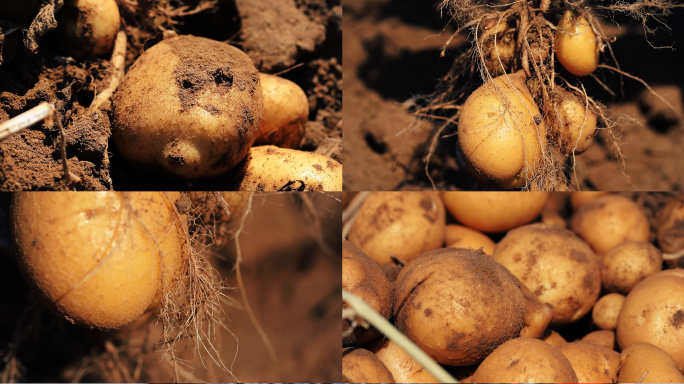 秋季土豆马铃薯根茎大丰收农产品视频素材