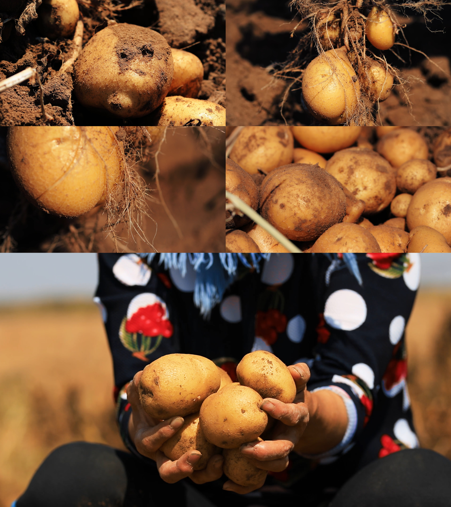 秋季土豆马铃薯根茎大丰收农产品视频素材