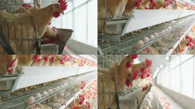 现代化养鸡厂9