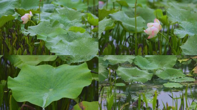 雨打荷花4k 完整版