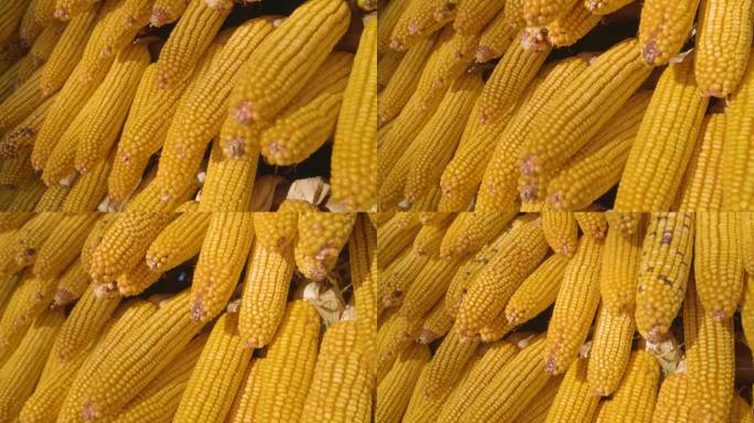 玉米丰收农产品秋收乡村振兴生态农业