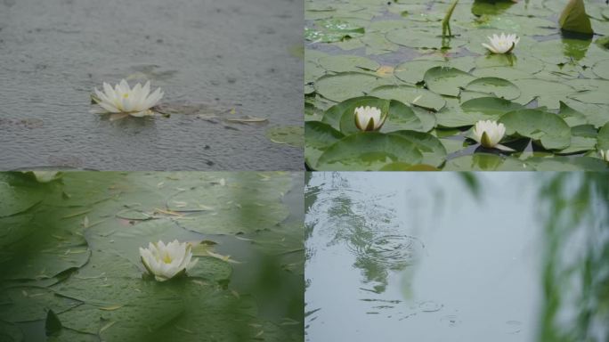 4K雨中唯美荷花