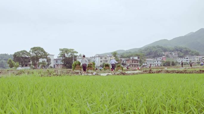 种植水稻3