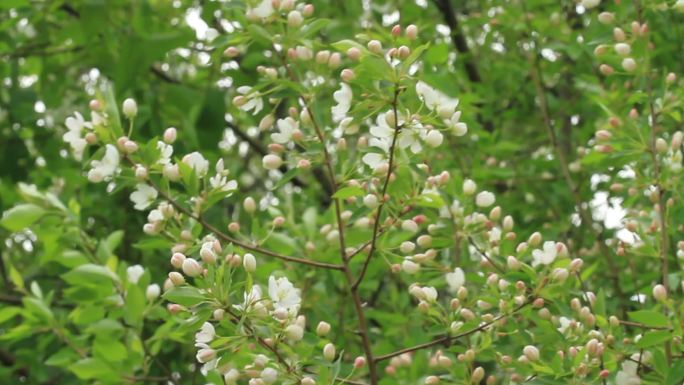 大兴安岭春季山荆子花