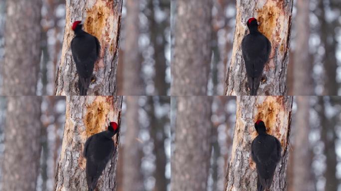鸟-黑啄木鸟（Dryocopus martius）坐在一棵死树的树干上，把树干撕成碎片，寻找甲虫幼虫