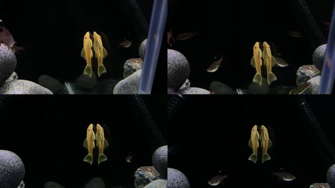 高清拍摄热带鱼黄金胡子鱼垃圾鱼