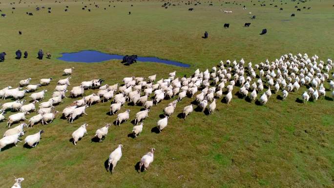 牧场 航拍 羊群 草原 放牧