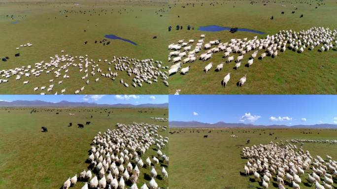 牧场 航拍 羊群 草原 放牧