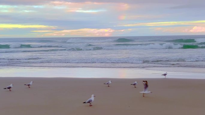 海鸥从海滩飞来海鸟起飞水鸟沿海候鸟