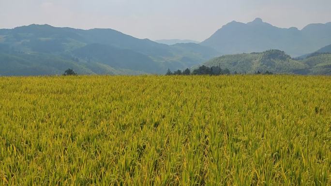 超治愈的稻田风光，金秋九月，收获的季节！
