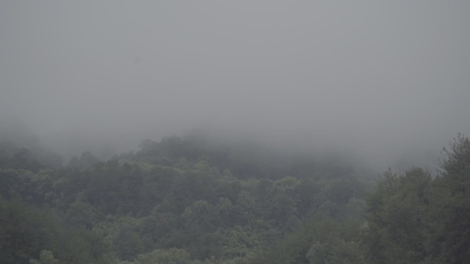 雾气笼罩下的森林01