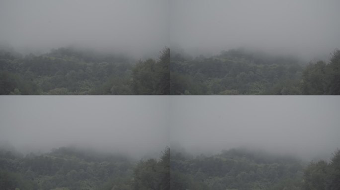 雾气笼罩下的森林01