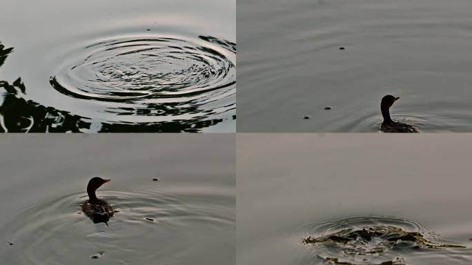 野鸭夕阳水中戏水实拍视频