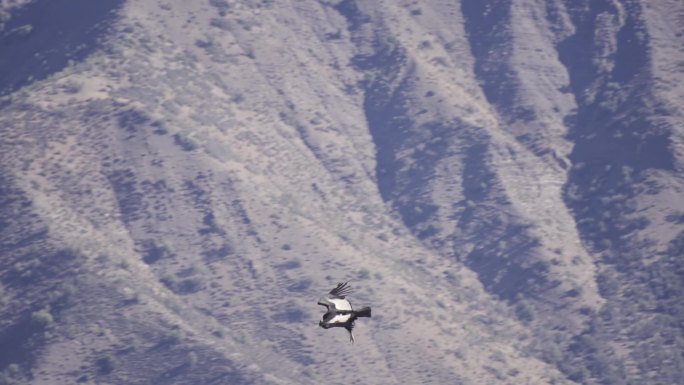 秃鹰在安第斯山脉飞行