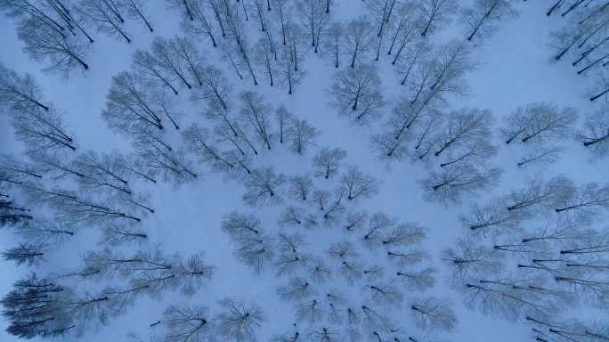 航拍雪季雪原小树林