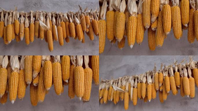 玉米干 悬挂的玉米