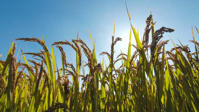 晨曦中的水稻 耕地保护 秋分